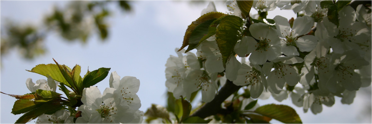 Header Windberg 002 (Blüten)
